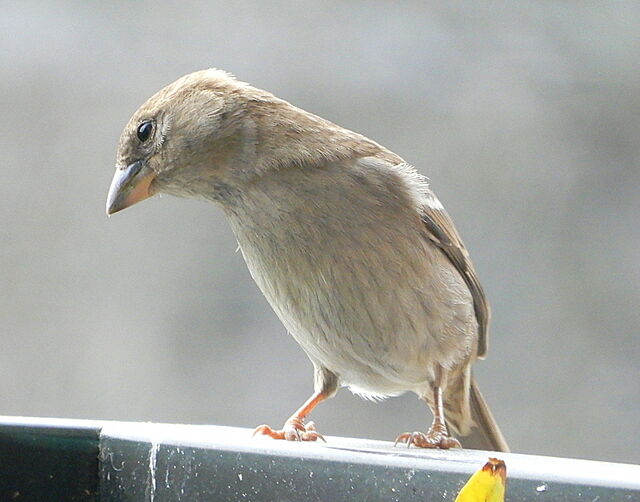 House Sparrow