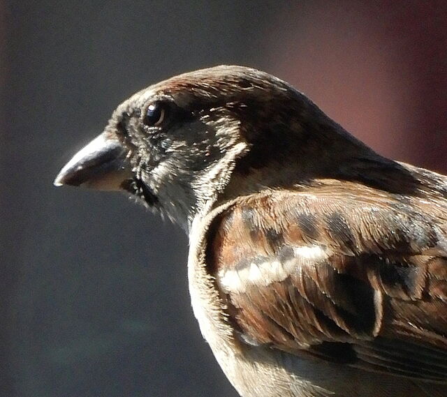 House Sparrow