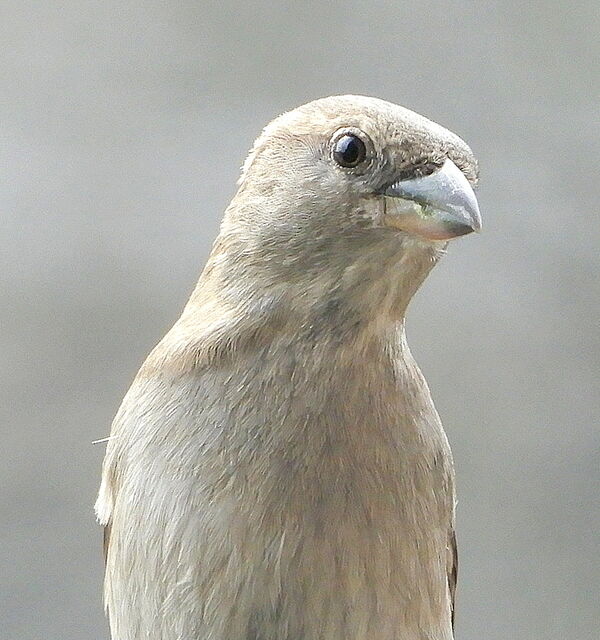 House Sparrow