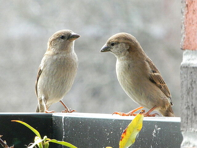 House Sparrow