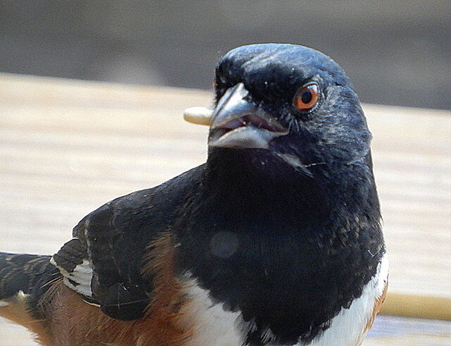 Eastern Towhee