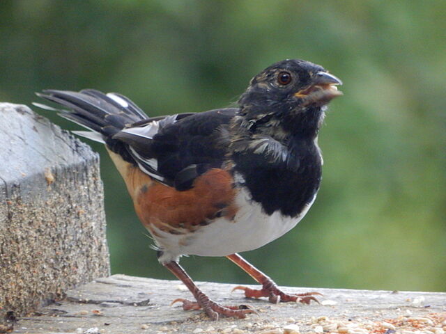 Eastern Towhee