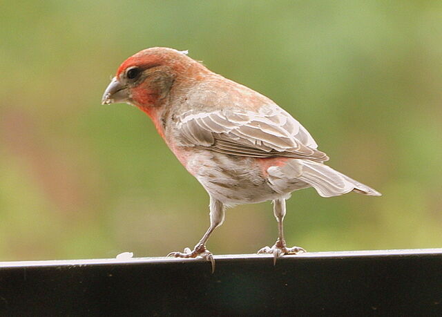 House Finch