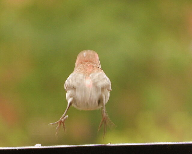 House Finch