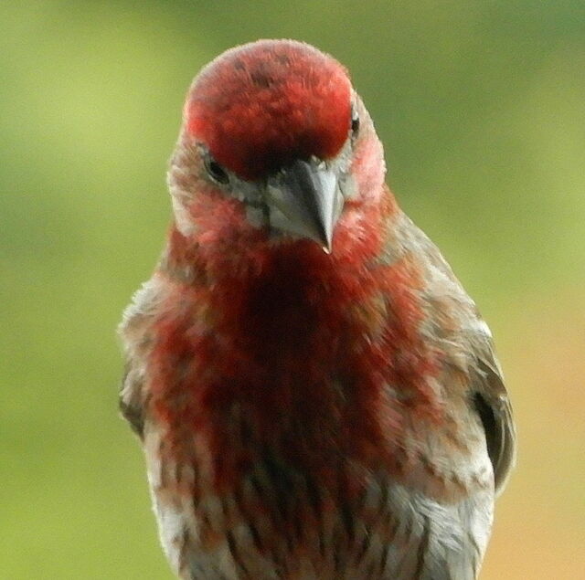 House Finch