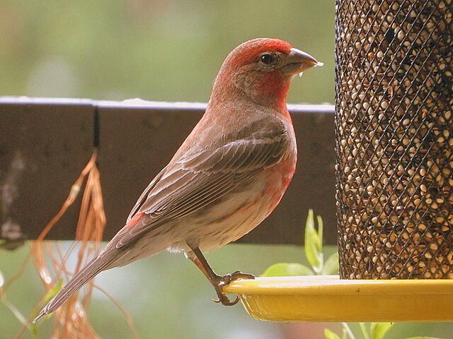 House Finch