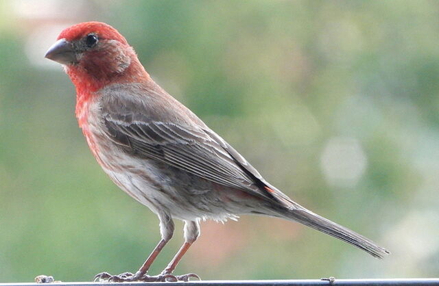 House Finch   Male House Finch 7 