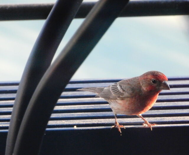 House Finch