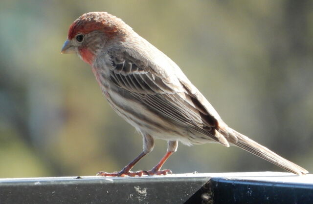 House Finch