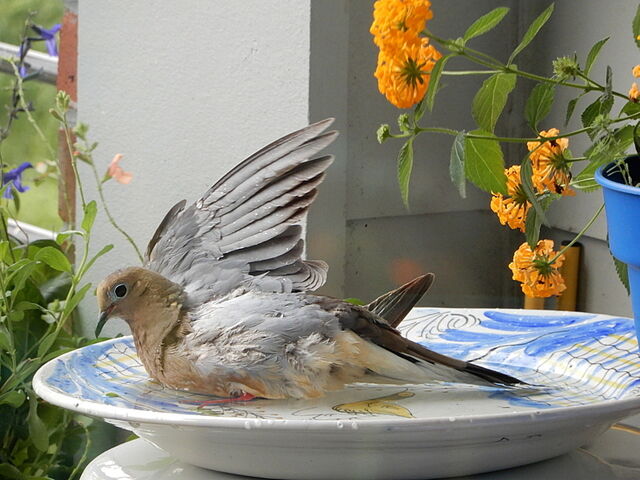 Mourning Dove