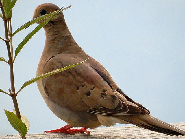 Mourning Dove