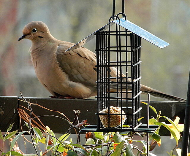 Mourning Dove