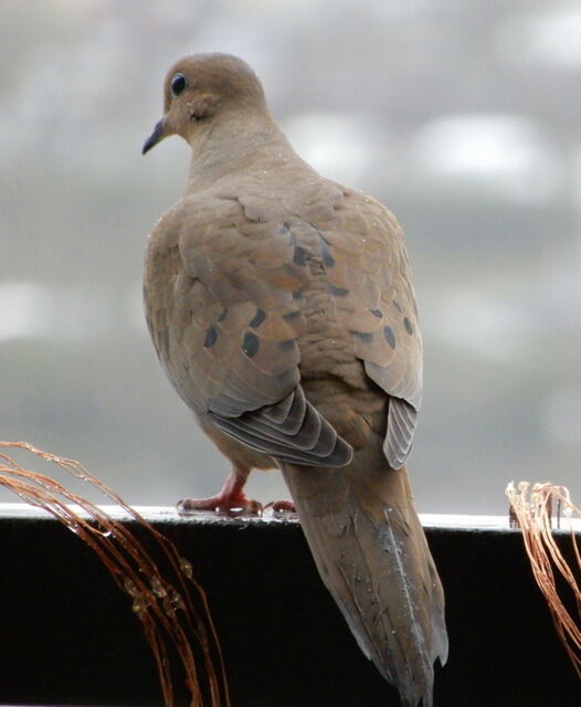 Mourning Dove