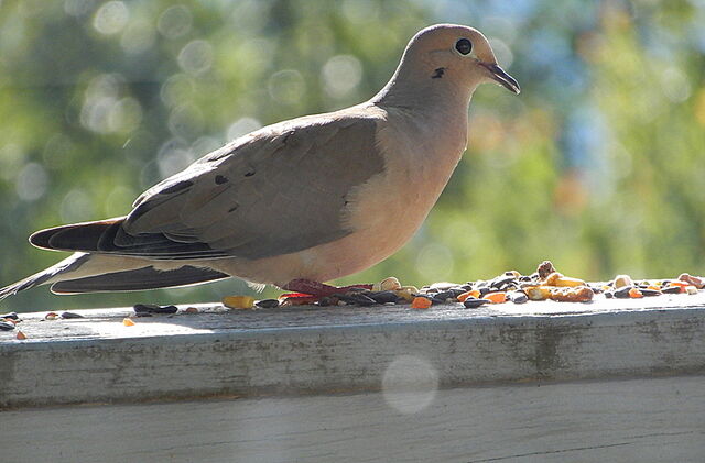 Mourning Dove