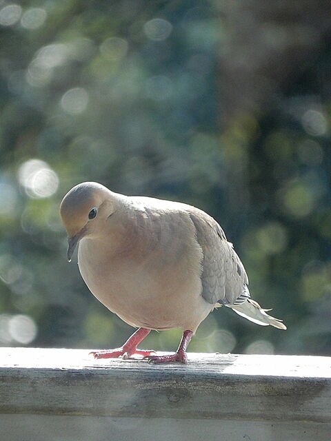 Mourning Dove