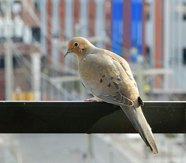 Mourning Dove