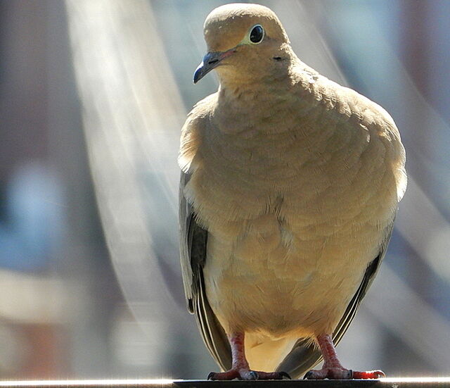 Mourning Dove