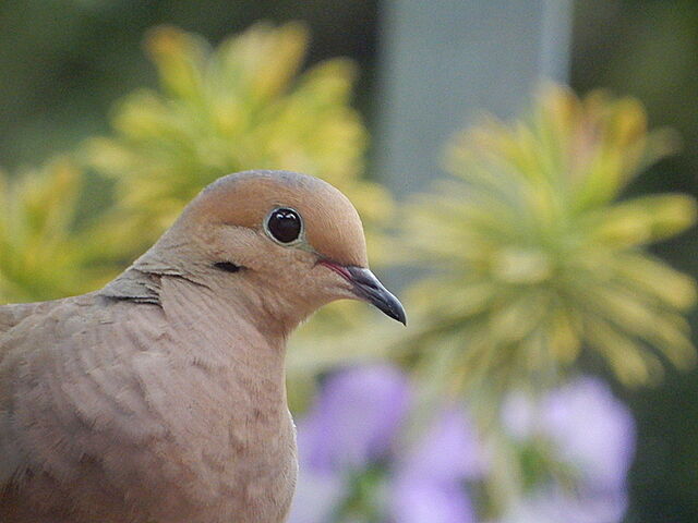 Mourning Dove