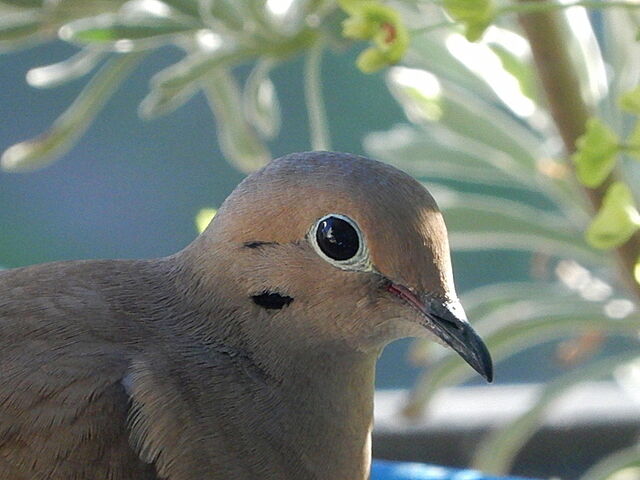 Mourning Dove