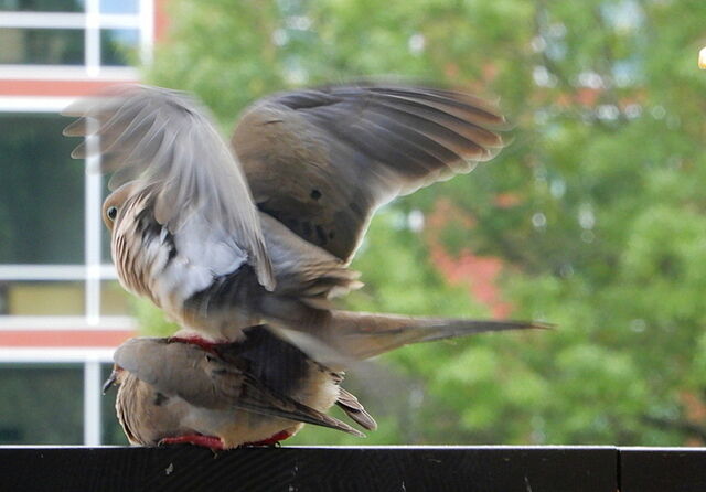 Mourning Dove