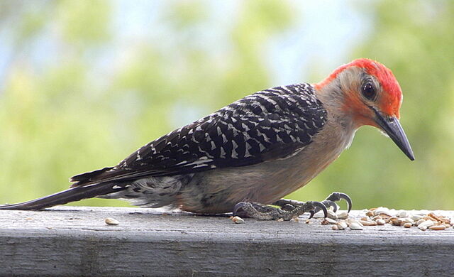 Red-bellied Woodpecker