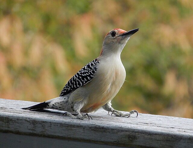 Red-bellied Woodpecker