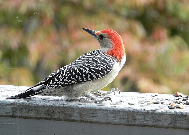 Red-bellied Woodpecker