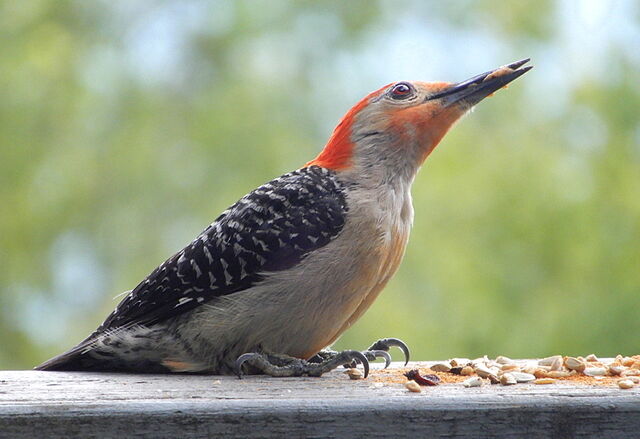 Red-bellied Woodpecker