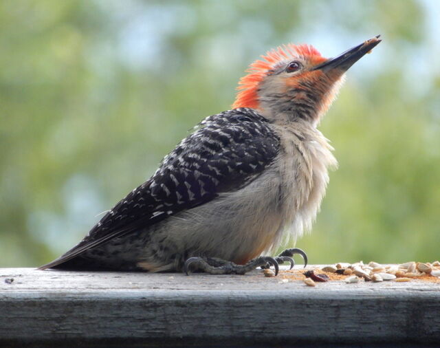 Red-bellied Woodpecker