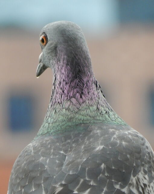 Rock Pigeon