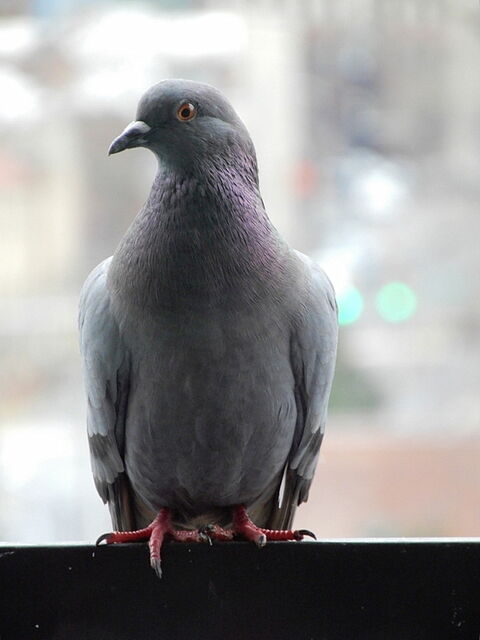 Rock Pigeon