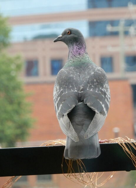 Rock Pigeon