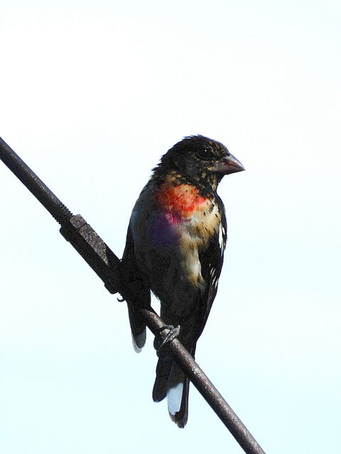 Rose-breasted Grosbeak