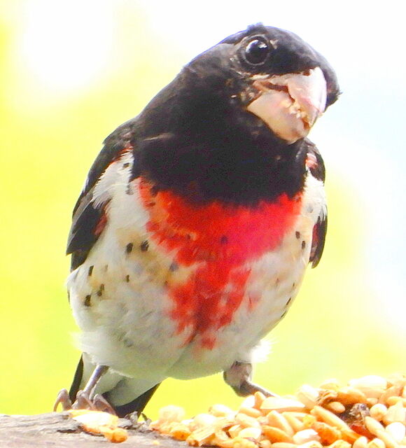 Rose-breasted Grosbeak