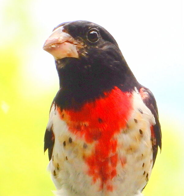 Rose-breasted Grosbeak