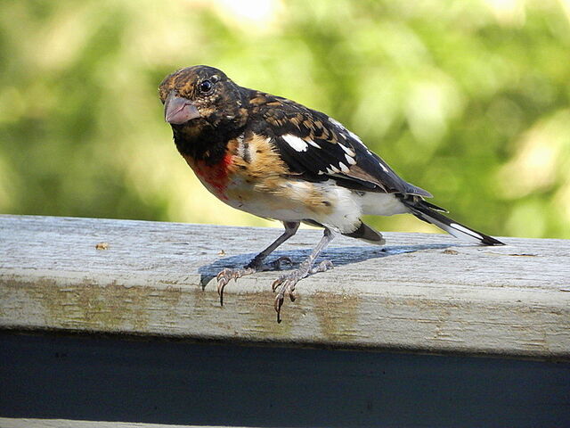 Rose-breasted Grosbeak