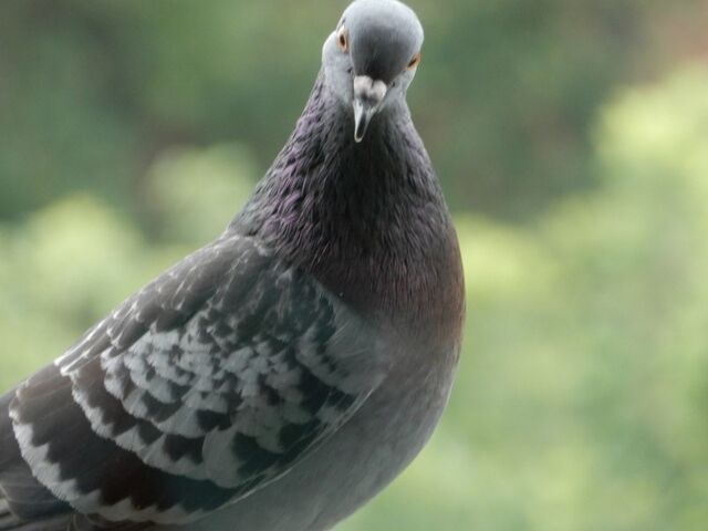 Rock Pigeon