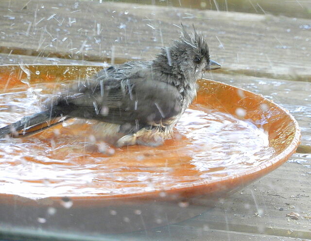 Tufted Titmouse