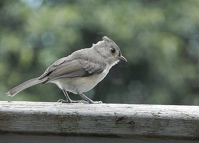 Tufted Titmouse