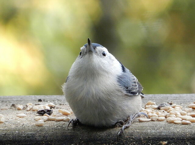 White-breasted Nuthatch