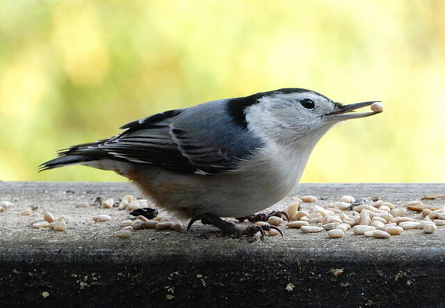 White-breasted Nuthatch