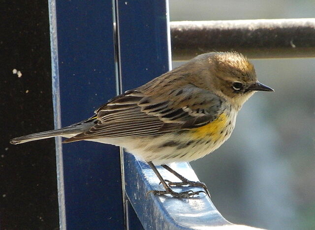 Yellow-rumped Warbler