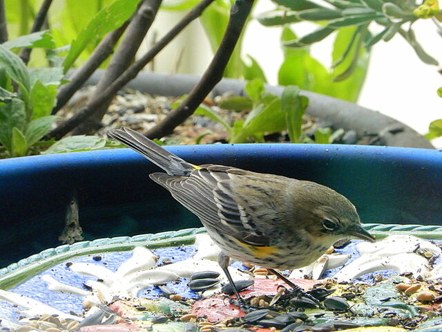 Yellow-rumped Warbler