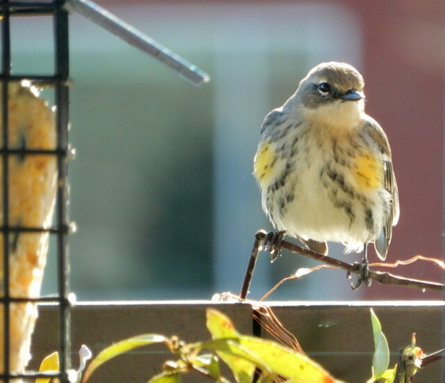 Yellow-rumped Warbler