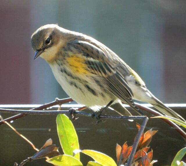 Yellow-rumped Warbler