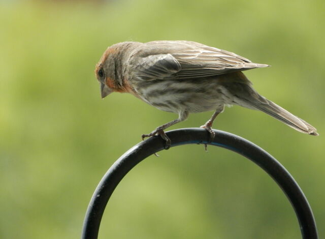 House Finch