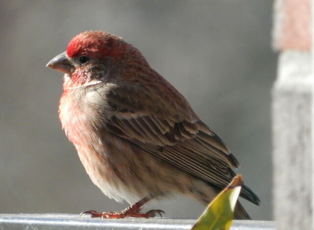 House Finch