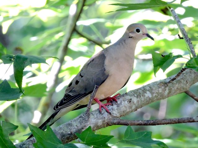 Mourning Dove