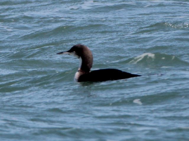 Pacific Loon