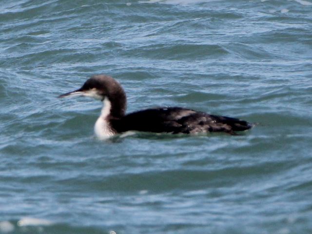 Pacific Loon